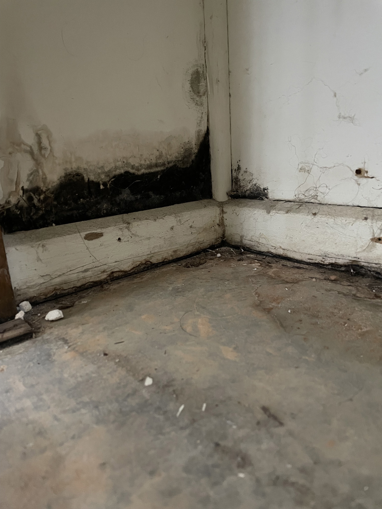 Black Mould